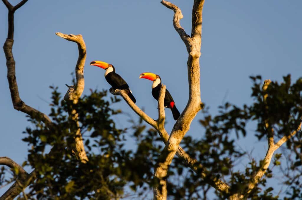 Two toco toucans perched on a bare branch in the Pantanal