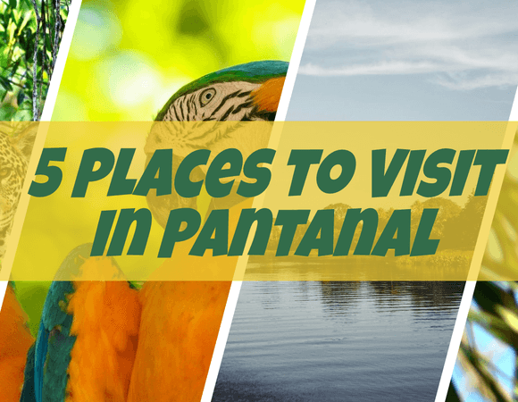 Best Tourist Attractions in Pantanal Brazil