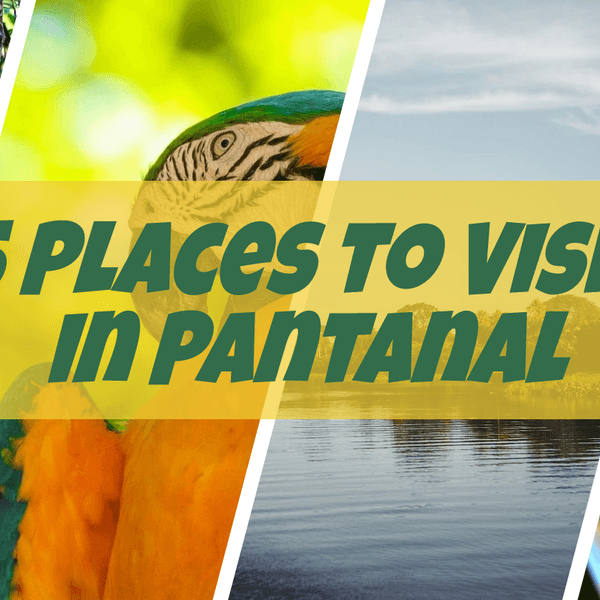Best Tourist Attractions in Pantanal Brazil