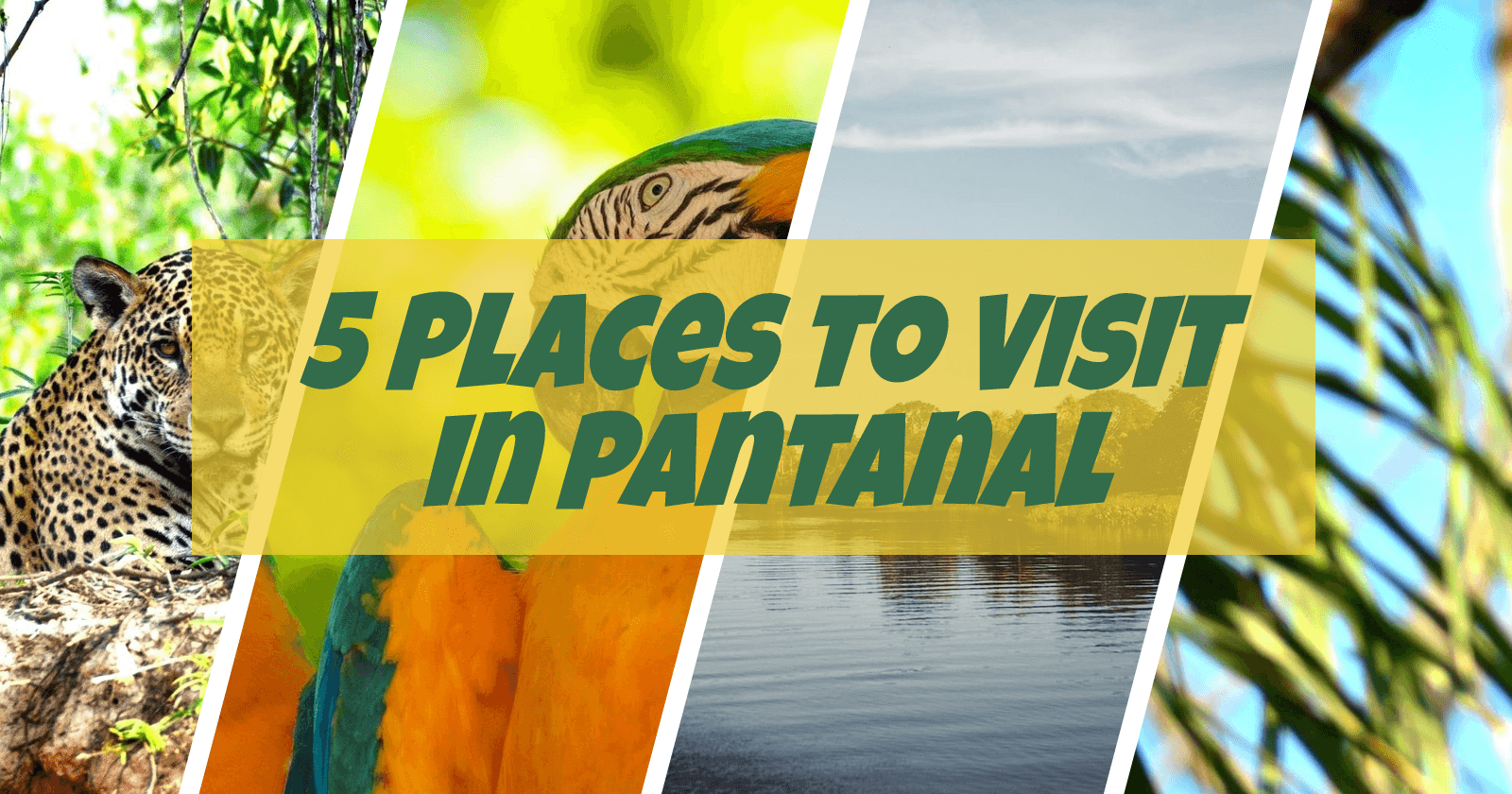 Best Tourist Attractions in Pantanal Brazil