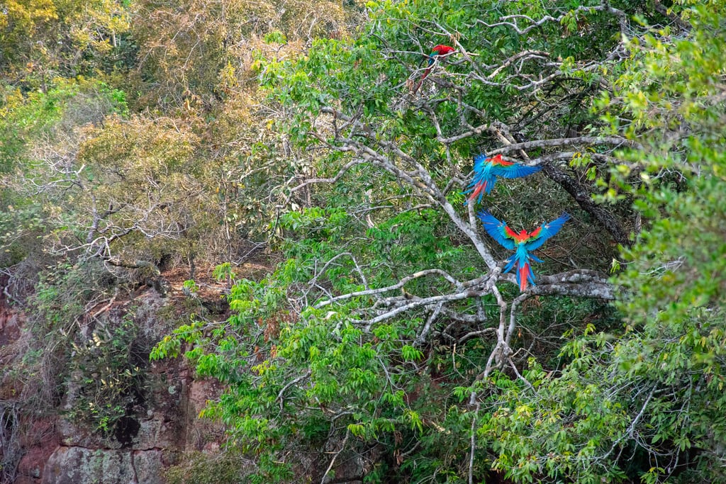 Two red-and-green macaws in flight over the sinkhole