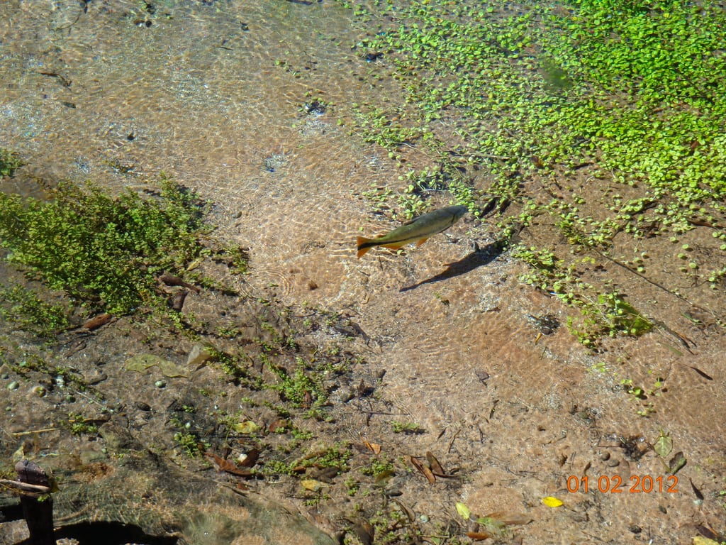 Native aquatic wildlife in the Monumento Natural do Rio Formoso