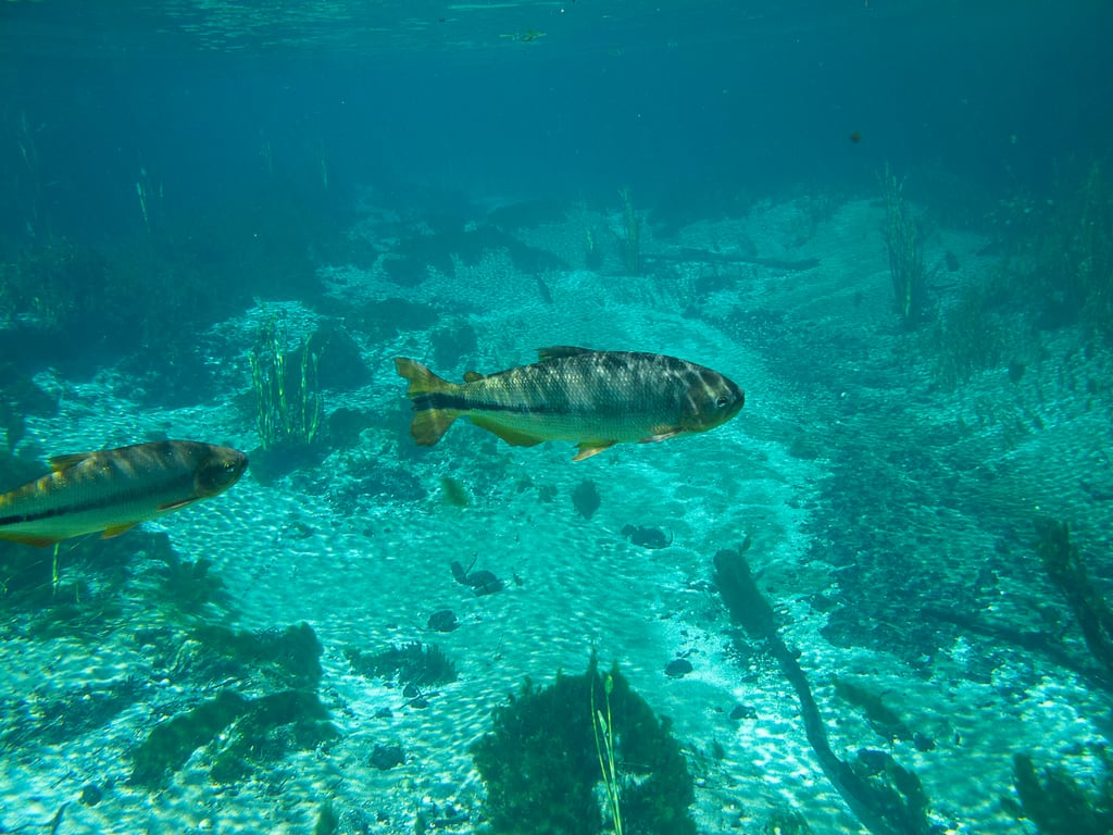 Snorkellers floating down the clear water of the Rio Sucuri