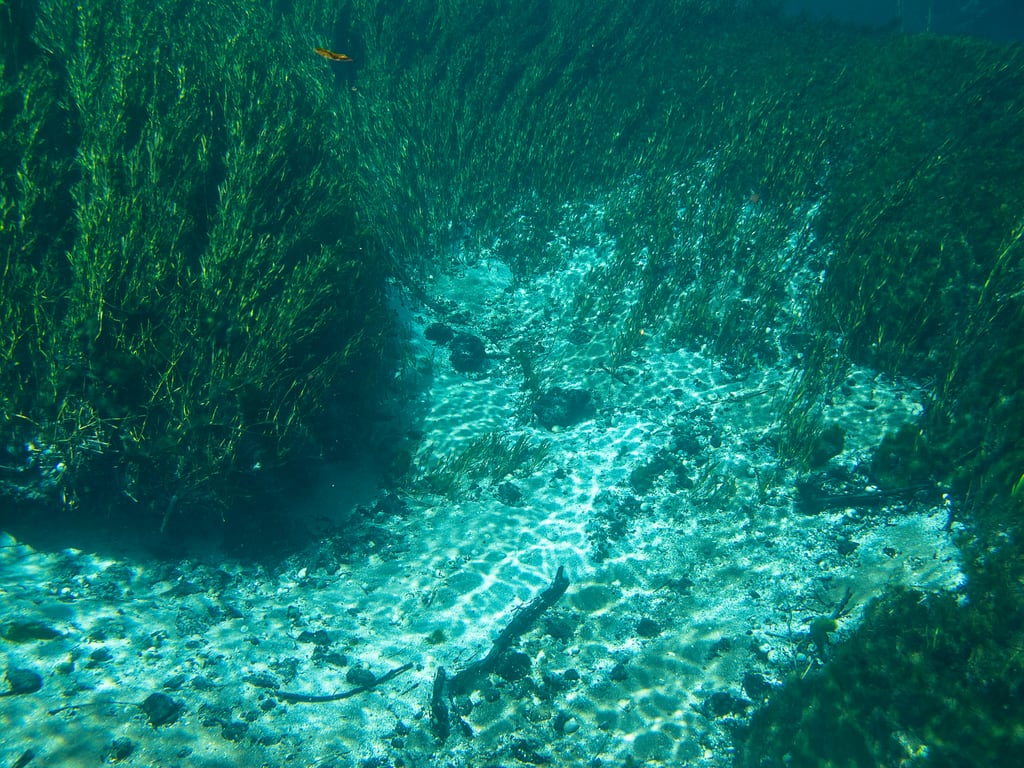 Underwater vegetation visible through the clear water of a Bonito river